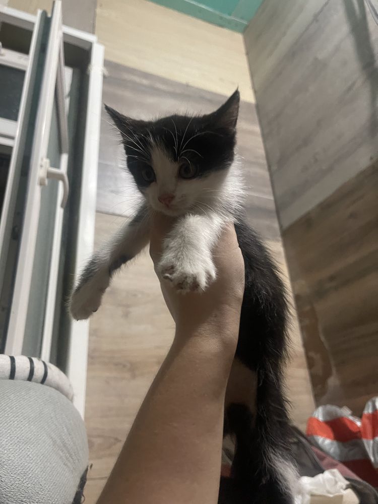Котята , бесплатно , в хорошие руки