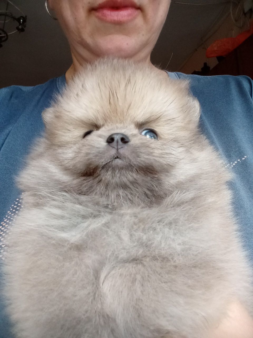 Щенки шпица мини