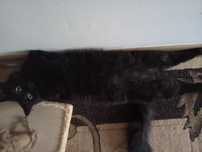 Отдам кота бесплатно