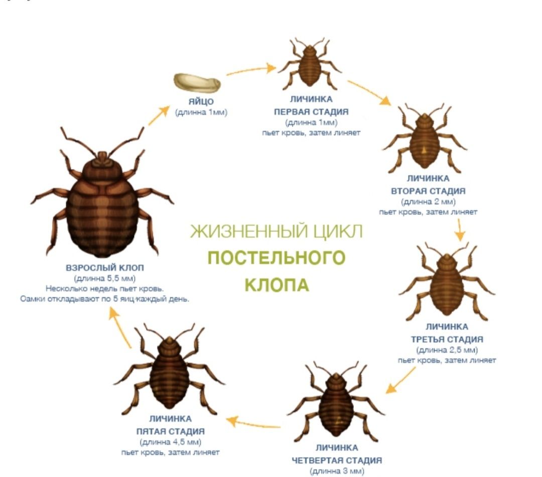 СЭС!ДЕЗИНФЕЦИЯ!Уничтожение всех видов насекомых!100%эффект и гарантия