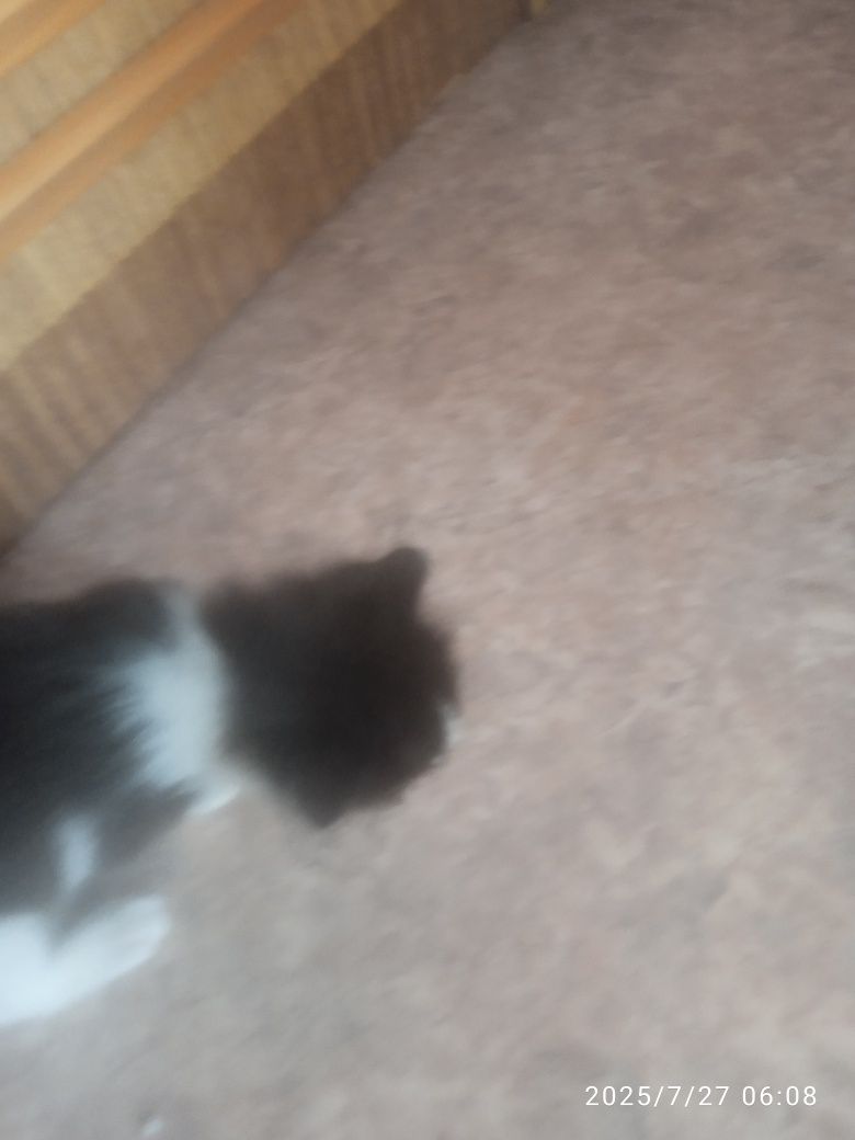 Срочно ещё передержку для несчастных котят котяткам уже почти месяц ко