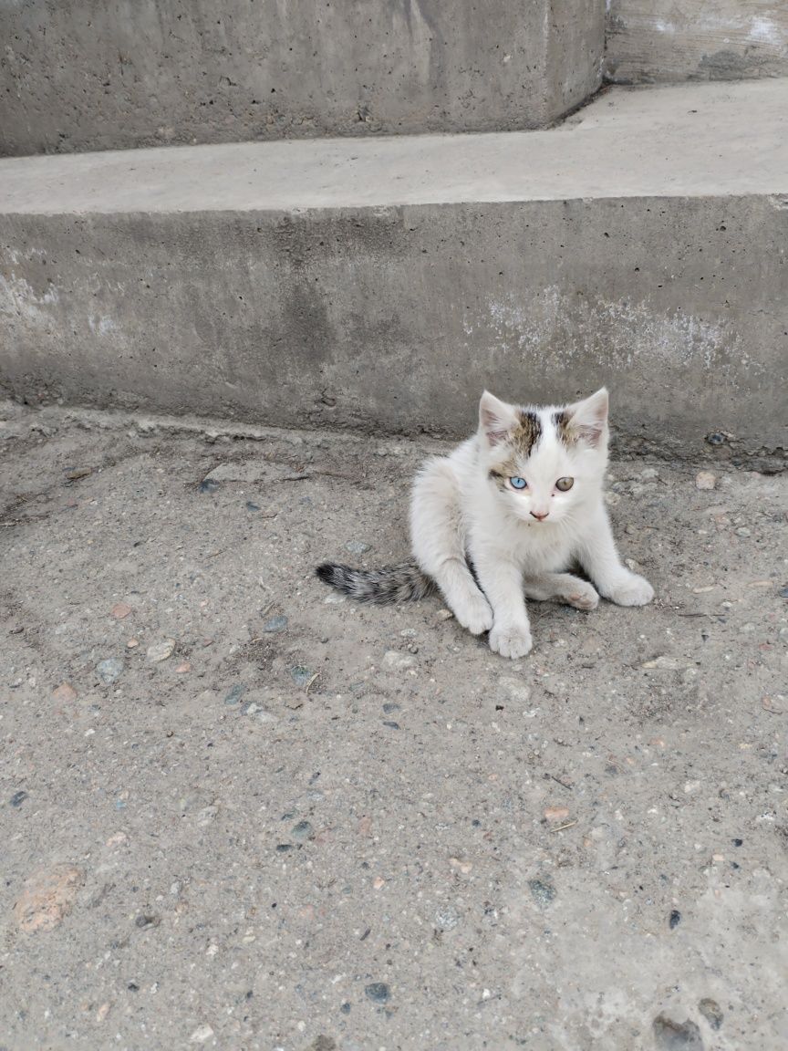 Отдам в добрые руки