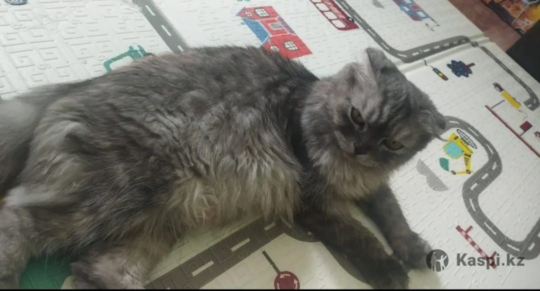 Котята страйты мальчики и девочки