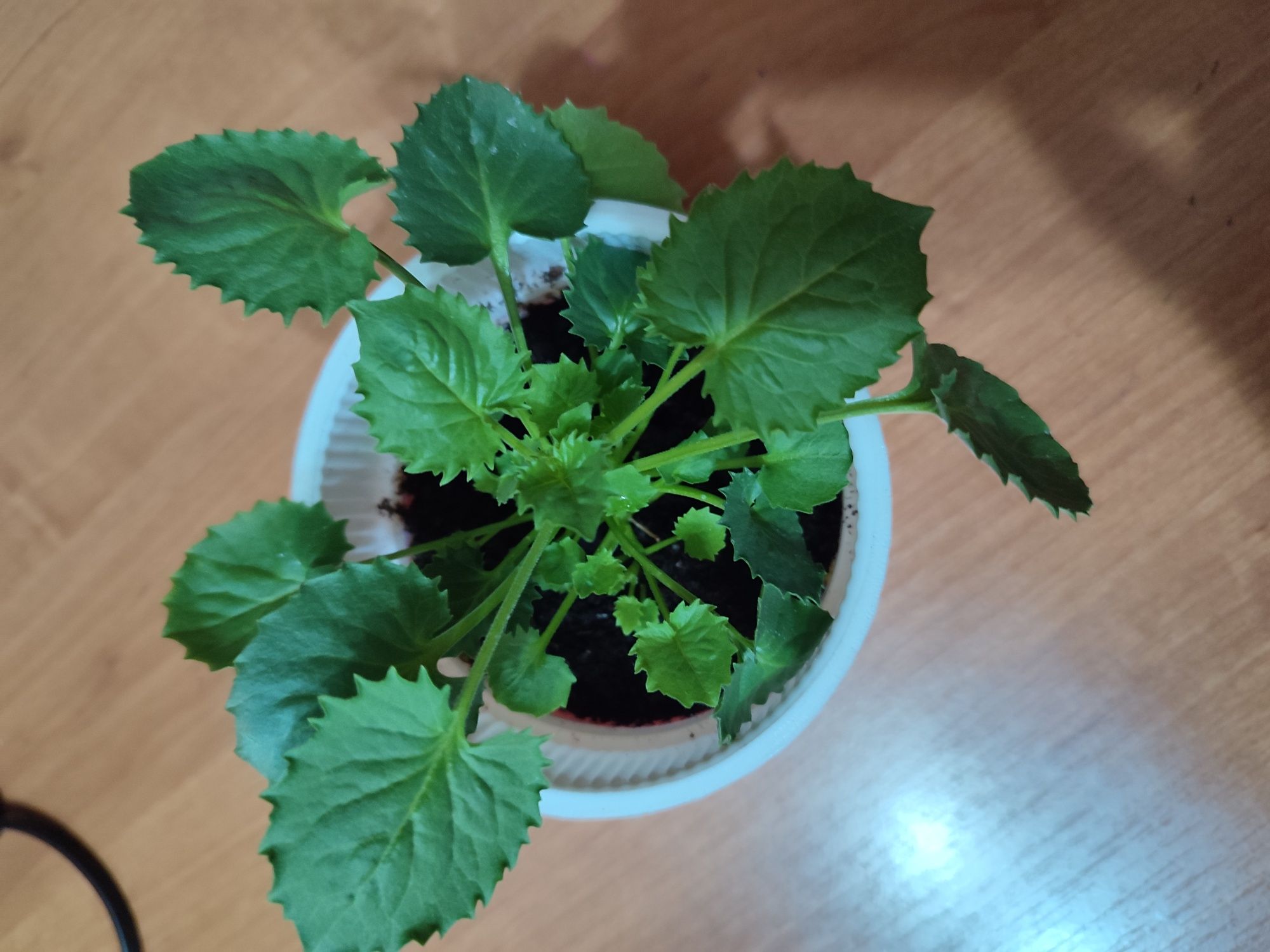 Продам комнатные цветы