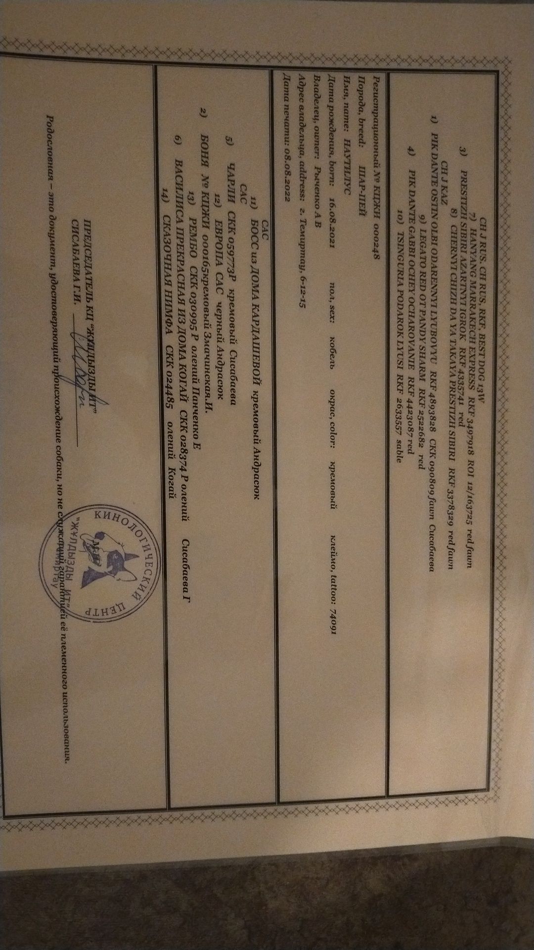 Мальчик шарпей предлагает вязку