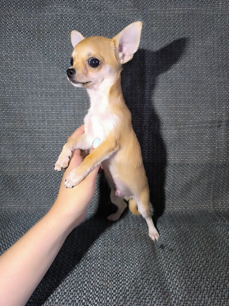 Мальчик миник чихуахуа