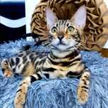 Бенгальская Красотка !!! Котёнок Подросток  - 4 мес