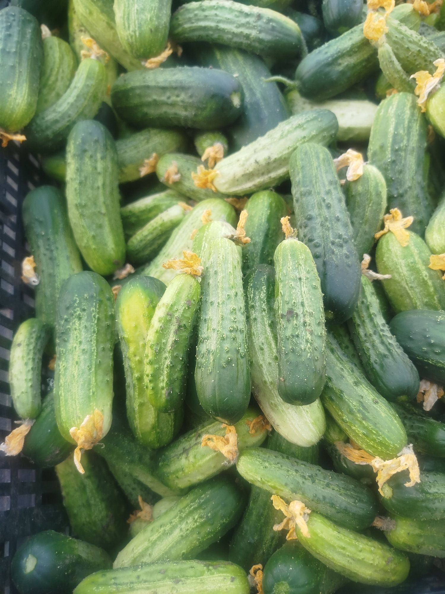 Продам    огурцы
