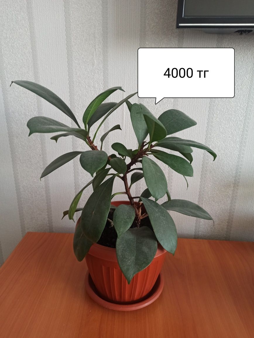 Продам комнатные цветы , цены на фото