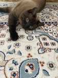 Отдам кота даром , приучен к лотку