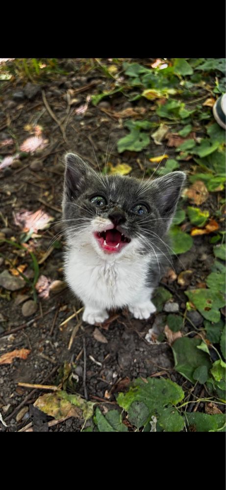 Отдам котенка в добрые руки