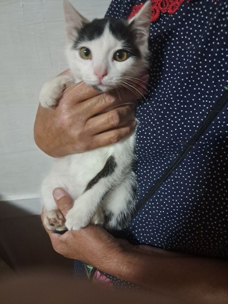 Отдам котёнка в добрые руки