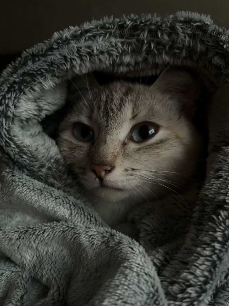 Отдам кошку.