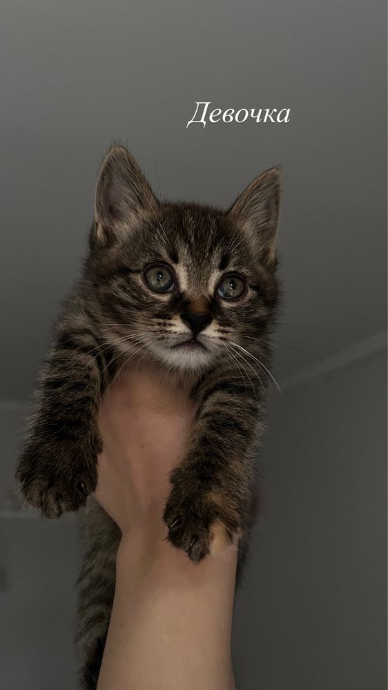 Милые котята ищут дом