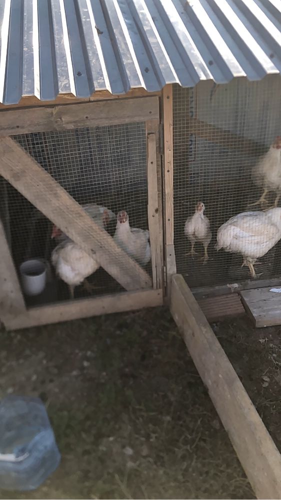 Продается 6 бройлеров, 5 уток , 2 гусят. Срочно!