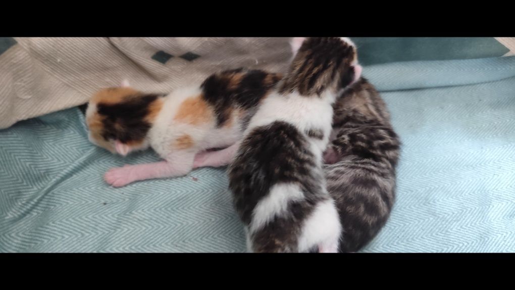 Кошка с новорожденными котятами ищут Дом.