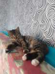 Котенок девочка. Срочно