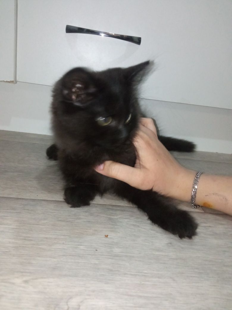 Отдам котенка бесплатно