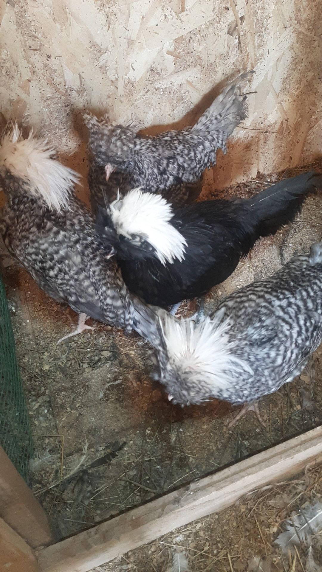 Продам молодых петушков