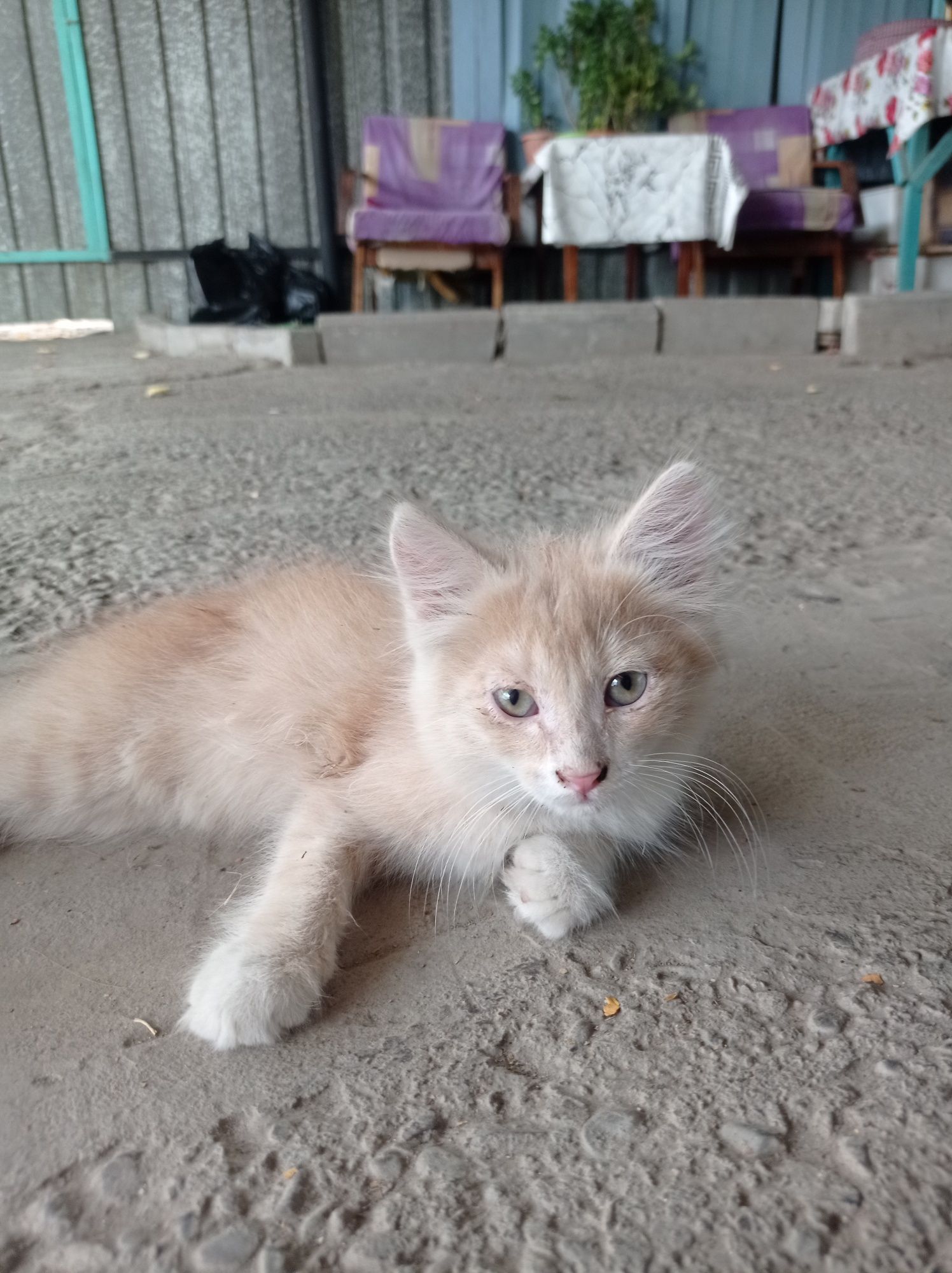 Котята отдам бесплатно