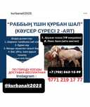 БАРАНЫ ҚОЙ сатылады