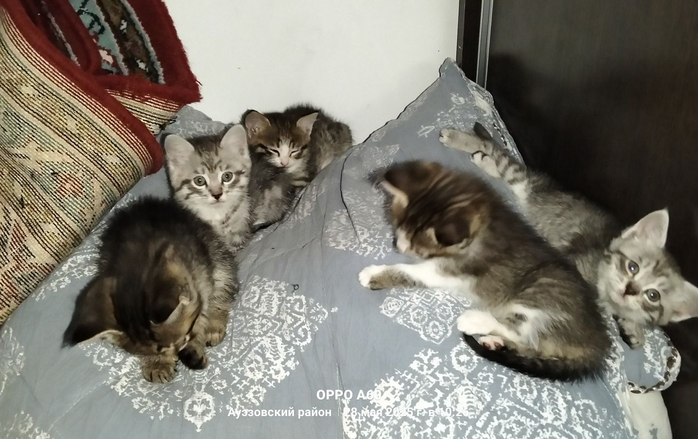 Котята в добрые руки. Срочно