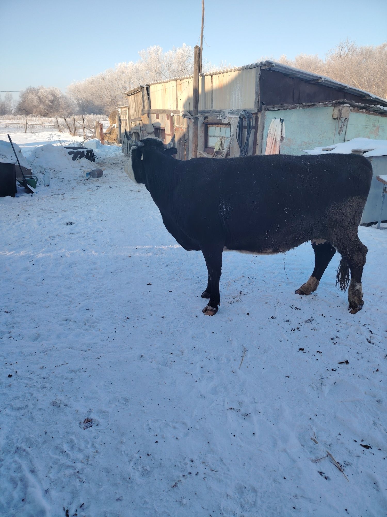 Продам дойную корову