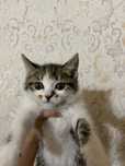 Котёнок девочка 4 месяца