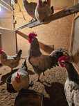 Продам икубационные яйца барковский барвистый .