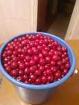 Продам сладкую садовую вишню