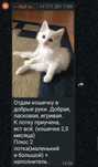 Кошечка в добрые руки, 2,5 мес.
