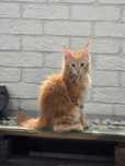 Потерялся котенок.