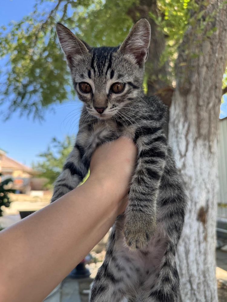 Отдам котика в добрые руки