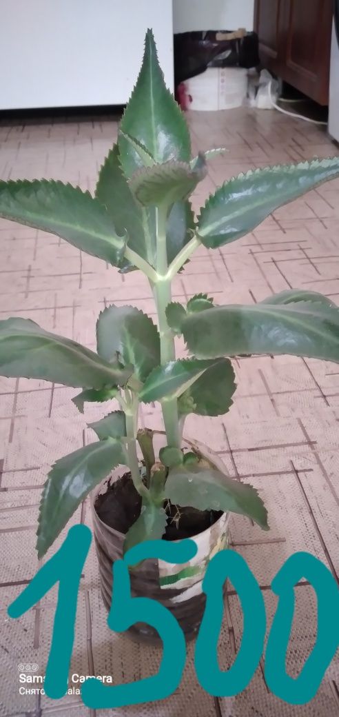 Продам цветок лекарственный каланхоэ