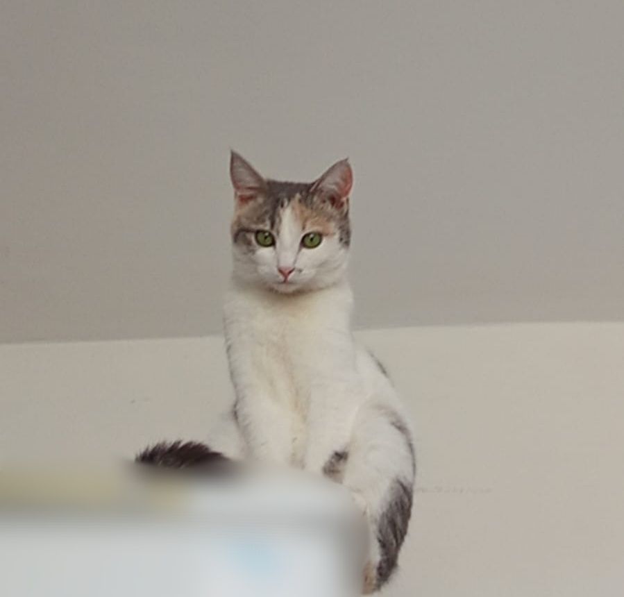 Кошка трехцветная