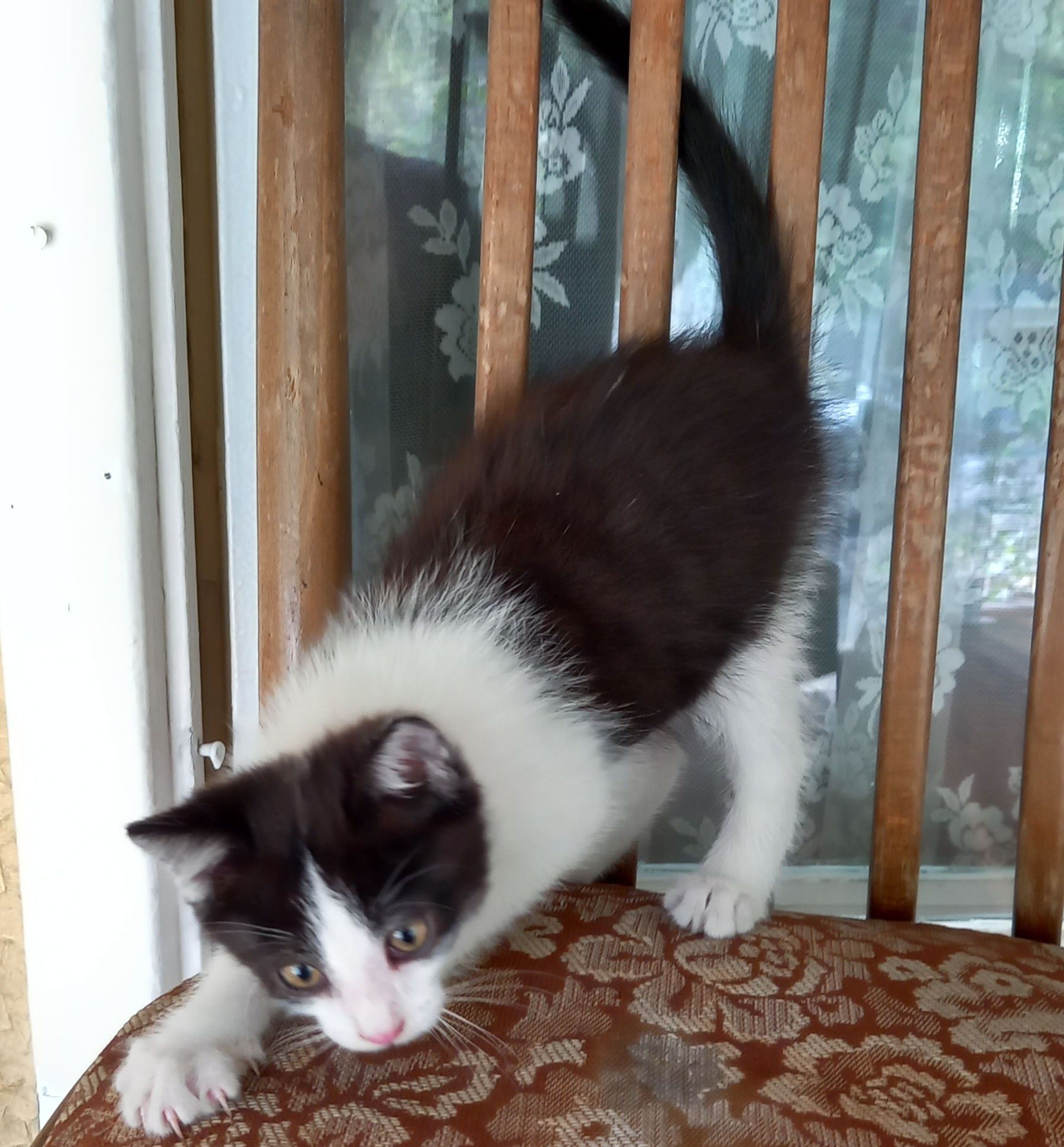 котёнок  бесплатно