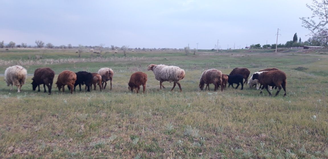 Кошкар Баран порода Гисар Еділбай