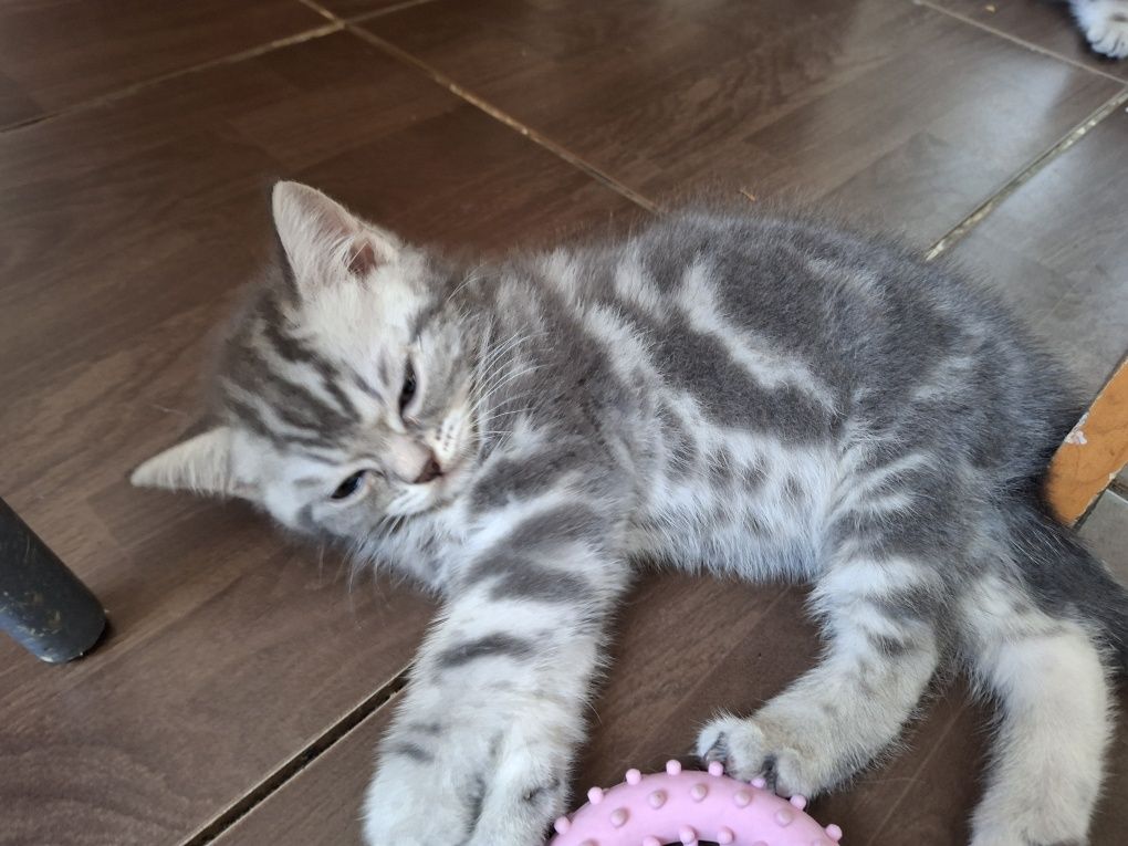 Котята скотиш страйт
