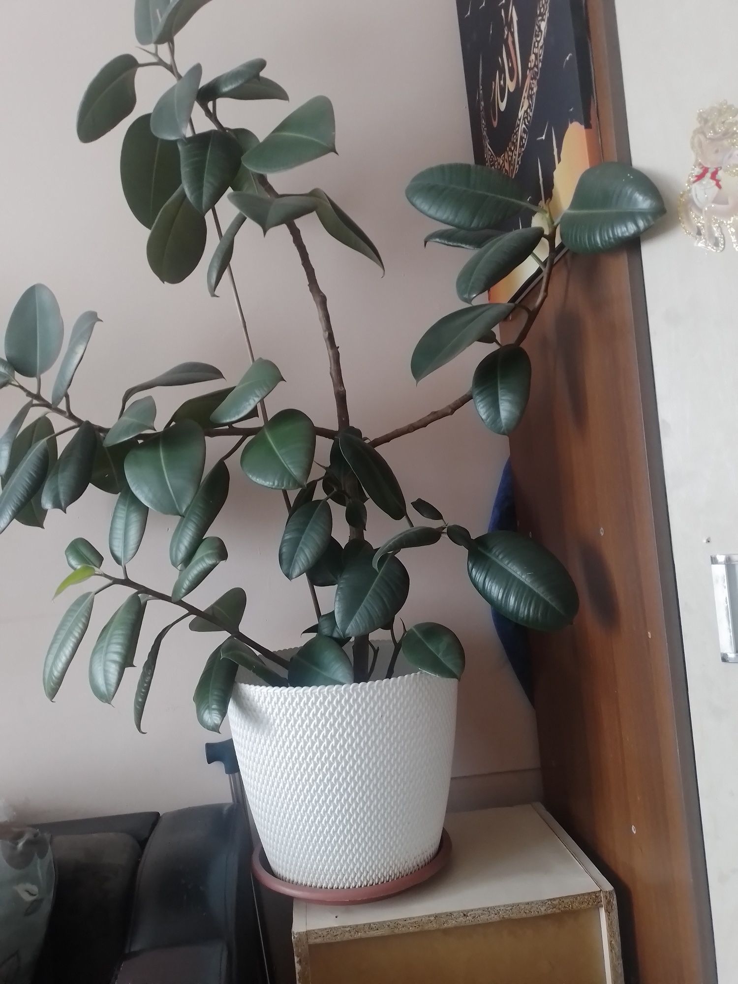 Продам Цветы Фикус
