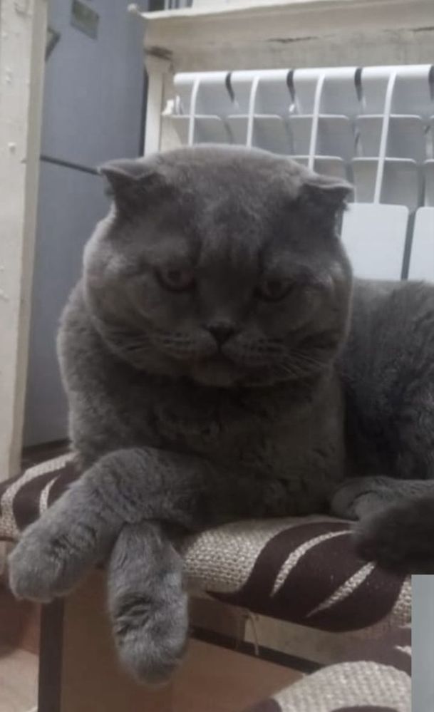Продается породистый котёнок