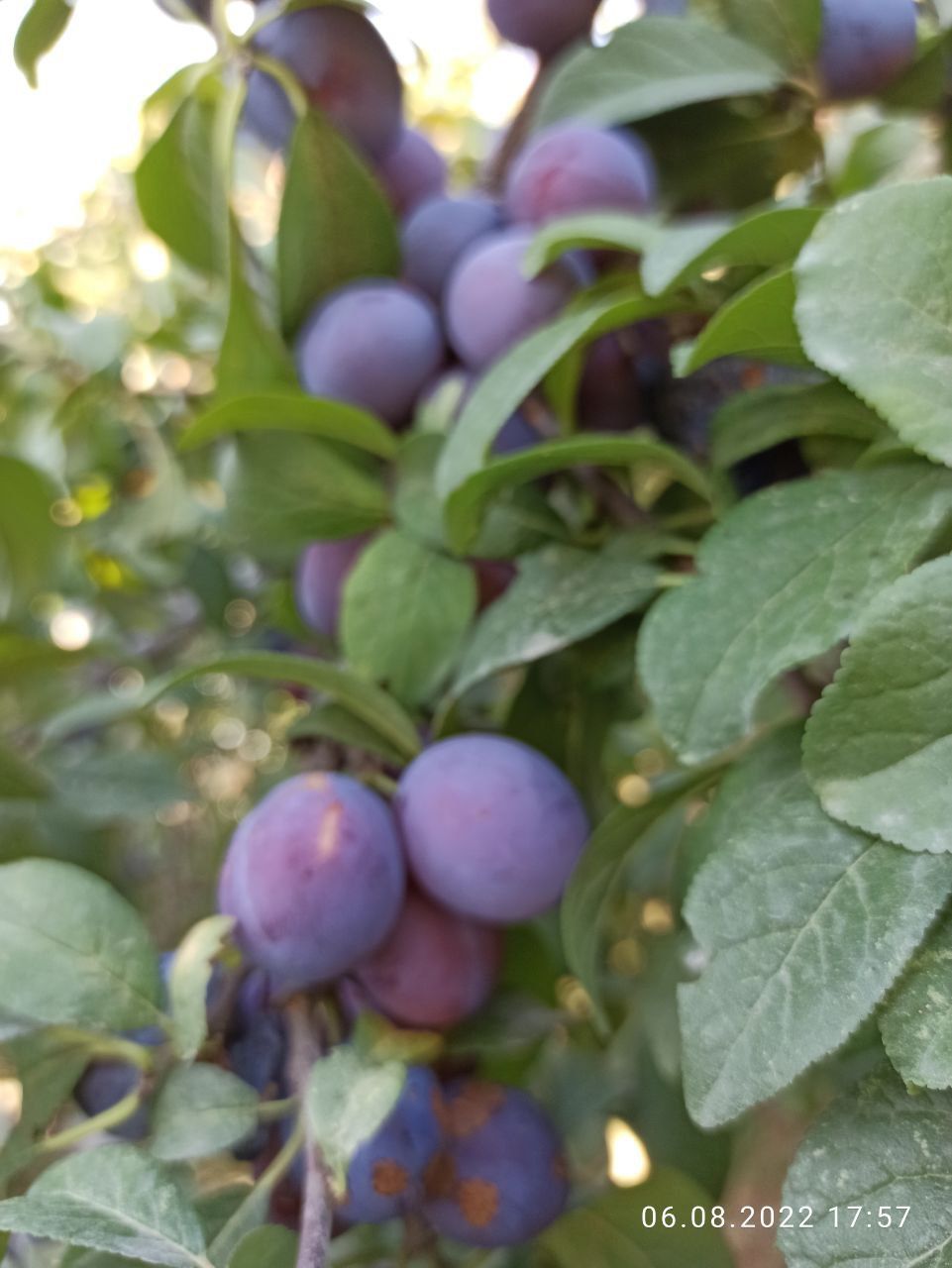 Продам участок 20 с. Алматы, Наурызб. р-н, мкр Акжар,С. Зиманова. мк.А