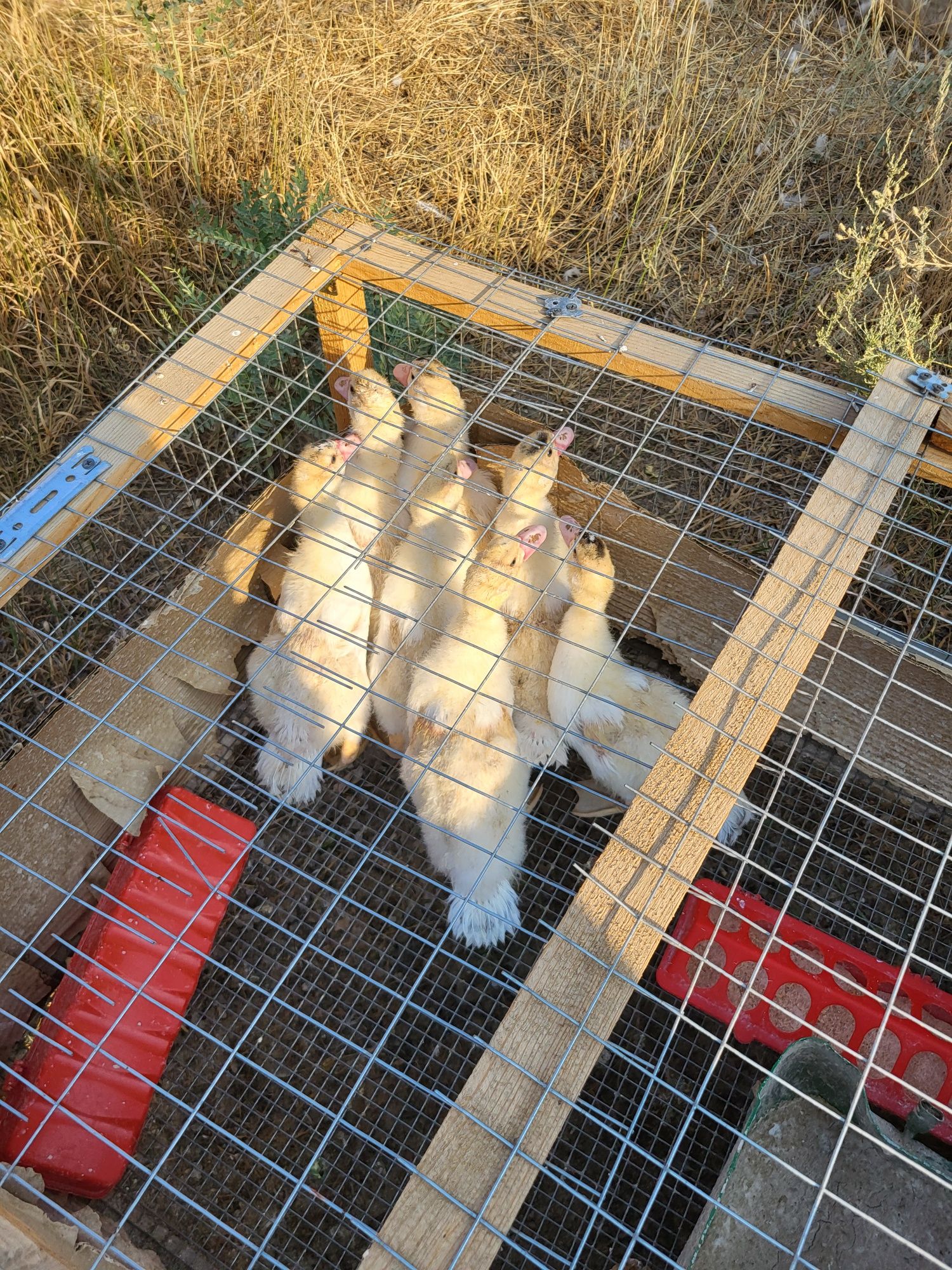 Продам Индоуток 7шт