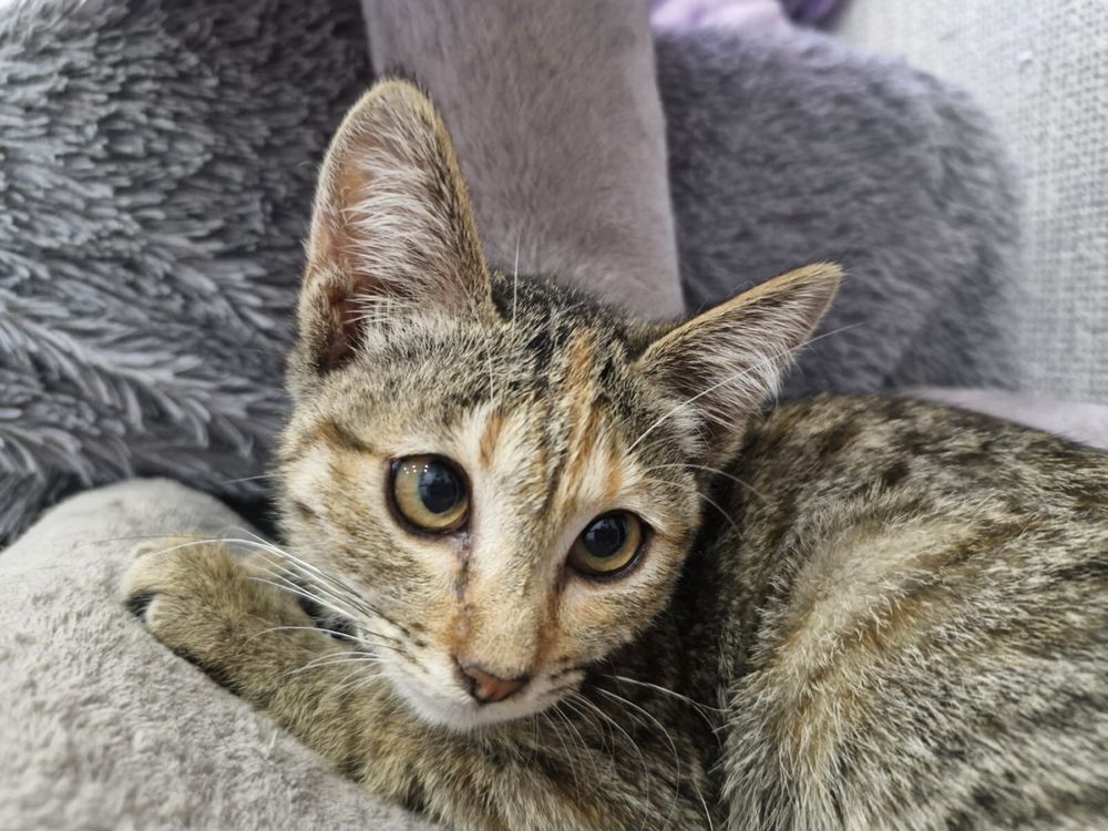 Отдам котенка в хорошие руки, девочка 1,5 мес