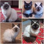 Котята Тайские..