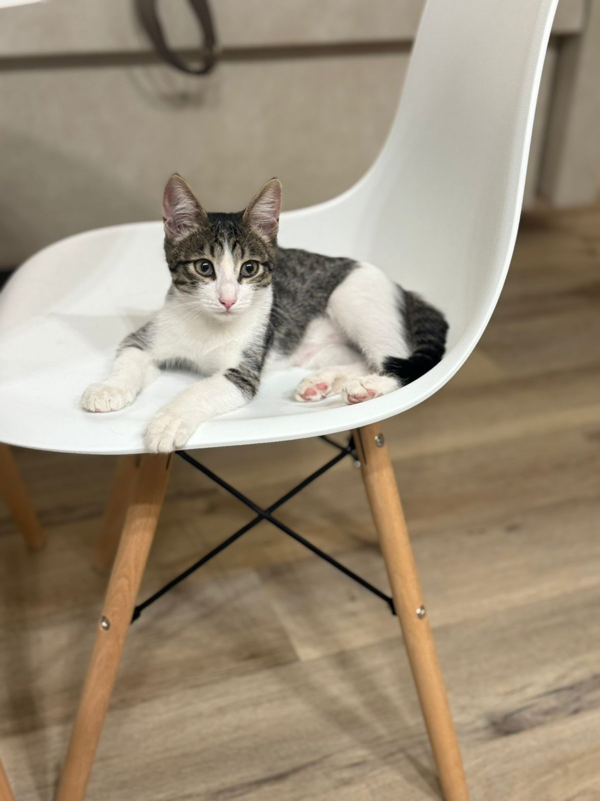 Ищем дом для котенка