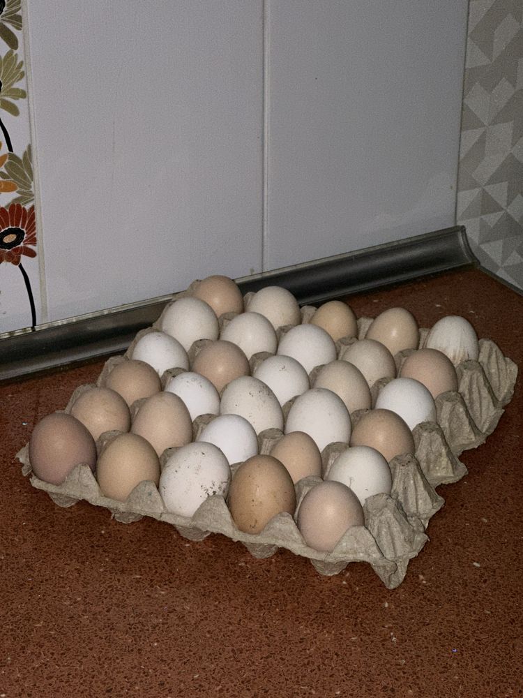 Жұмыртқа, тауық, яйцо, курица, яичница