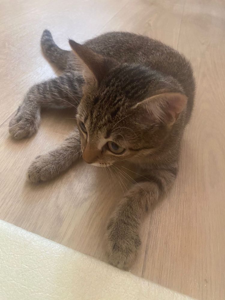 Отдам котенка девочку. К лотку приучена