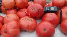 Продам дачные помидоры