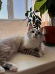 Ищет дом ласковый котик
