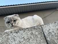 Продам кошку срочно в хорошую руку